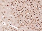 AKIRIN2 Antibody in Immunohistochemistry (Paraffin) (IHC (P))