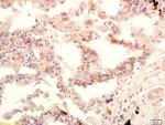 CSN1 Antibody in Immunohistochemistry (Paraffin) (IHC (P))