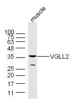 VGLL2 Antibody in Western Blot (WB)