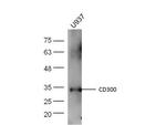 CD300A/C Antibody in Western Blot (WB)
