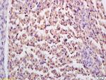 GDE3 Antibody in Immunohistochemistry (Paraffin) (IHC (P))