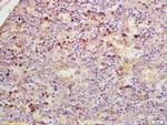 GDPD3 Antibody in Immunohistochemistry (Paraffin) (IHC (P))