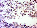 SERPINB12 Antibody in Immunohistochemistry (Paraffin) (IHC (P))