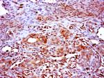 RNF14 Antibody in Immunohistochemistry (Paraffin) (IHC (P))