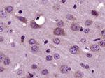 RNF128 Antibody in Immunohistochemistry (Paraffin) (IHC (P))