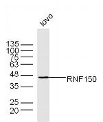 RNF150 Antibody in Western Blot (WB)
