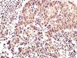 RNF169 Antibody in Immunohistochemistry (Paraffin) (IHC (P))