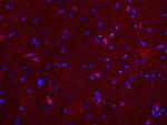 MUL1 Antibody in Immunohistochemistry (Paraffin) (IHC (P))
