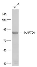MAP7D1 Antibody in Western Blot (WB)