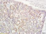 RanBP1 Antibody in Immunohistochemistry (Paraffin) (IHC (P))