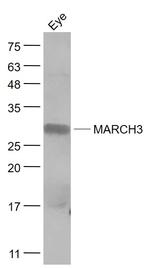 MARCH3 Antibody in Western Blot (WB)