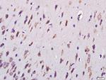 MYCBP2 Antibody in Immunohistochemistry (Paraffin) (IHC (P))