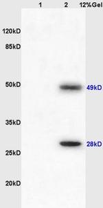Igj Antibody in Western Blot (WB)