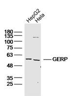 RNF27 Antibody in Western Blot (WB)