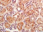 BBS5 Antibody in Immunohistochemistry (Paraffin) (IHC (P))