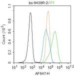 FOXO1A Antibody in Flow Cytometry (Flow)