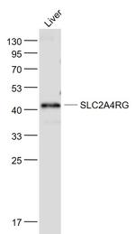 SLC2A4RG Antibody in Western Blot (WB)