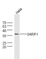 SARP1 Antibody in Western Blot (WB)