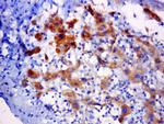 C5orf51 Antibody in Immunohistochemistry (Paraffin) (IHC (P))