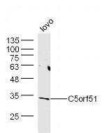 C5orf51 Antibody in Western Blot (WB)