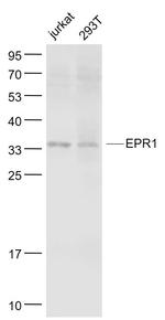 EPR1 Antibody in Western Blot (WB)