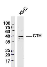 CTH Antibody in Western Blot (WB)