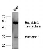 Mitoferrin 1 Antibody in Western Blot (WB)