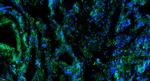 Factor H Antibody in Immunohistochemistry (Paraffin) (IHC (P))