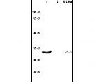 KLF1, 2, 4 Antibody in Western Blot (WB)