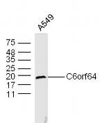 C6orf64 Antibody in Western Blot (WB)