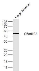 C6orf192 Antibody in Western Blot (WB)