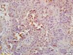 Geminin Antibody in Immunohistochemistry (Paraffin) (IHC (P))