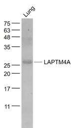 LAPTM4A Antibody in Western Blot (WB)