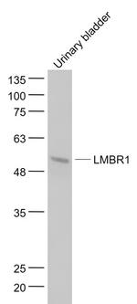 DIF14 Antibody in Western Blot (WB)