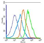 Cdc25C Antibody in Flow Cytometry (Flow)