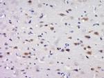 C17orf42 Antibody in Immunohistochemistry (Paraffin) (IHC (P))