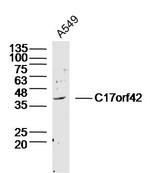 C17orf42 Antibody in Western Blot (WB)