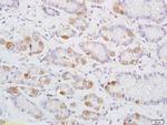 DENND2D Antibody in Immunohistochemistry (Paraffin) (IHC (P))