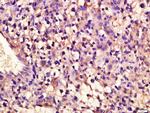 C20orf19 Antibody in Immunohistochemistry (Paraffin) (IHC (P))