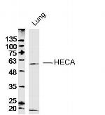 HECA Antibody in Western Blot (WB)