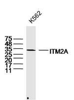 ITM2A Antibody in Western Blot (WB)