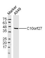 C10orf27 Antibody in Western Blot (WB)