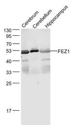 FEZ1 Antibody in Western Blot (WB)