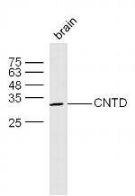 CNTD Antibody in Western Blot (WB)