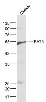 BAT5 Antibody in Western Blot (WB)