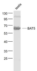 BAT5 Antibody in Western Blot (WB)