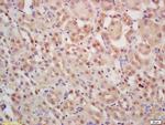 INTS3 Antibody in Immunohistochemistry (Paraffin) (IHC (P))