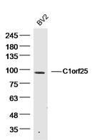 C1orf25 Antibody in Western Blot (WB)