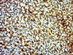 ECRG4 Antibody in Immunohistochemistry (Paraffin) (IHC (P))