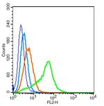 EGFR5 Antibody in Flow Cytometry (Flow)